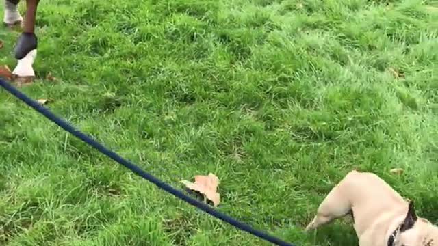 Small pug leads horse on leash