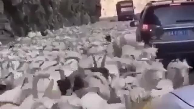 Sheep sea WOW😂🤣