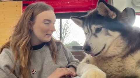 Giant husky tells his little sister off