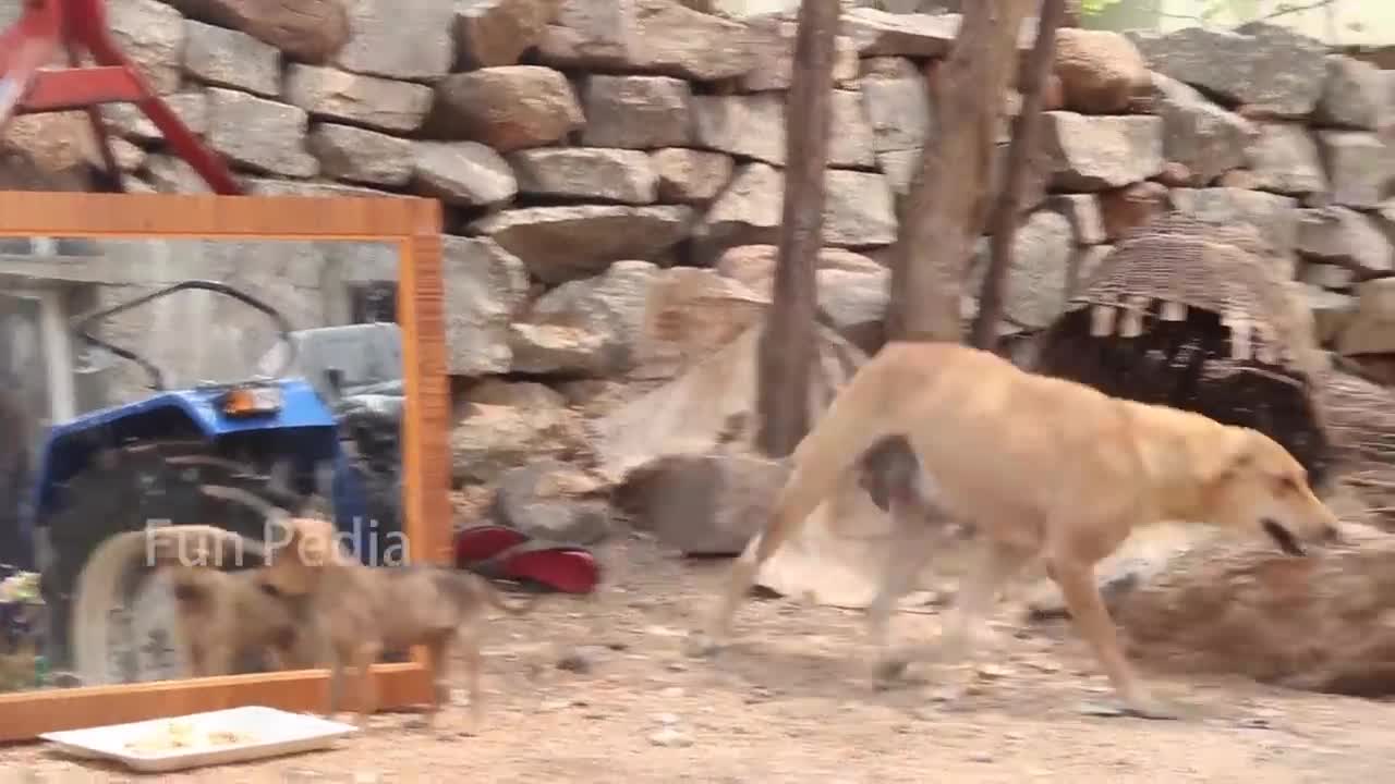 Mirror prank for Dog reaction mirror prank try to not laugh