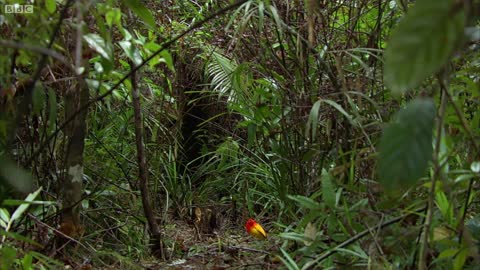 The Bowerbird's Grand Performance! | Life Story | BBC Earth