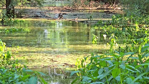 Forest under water / Floods in the forest / Floods after storms.