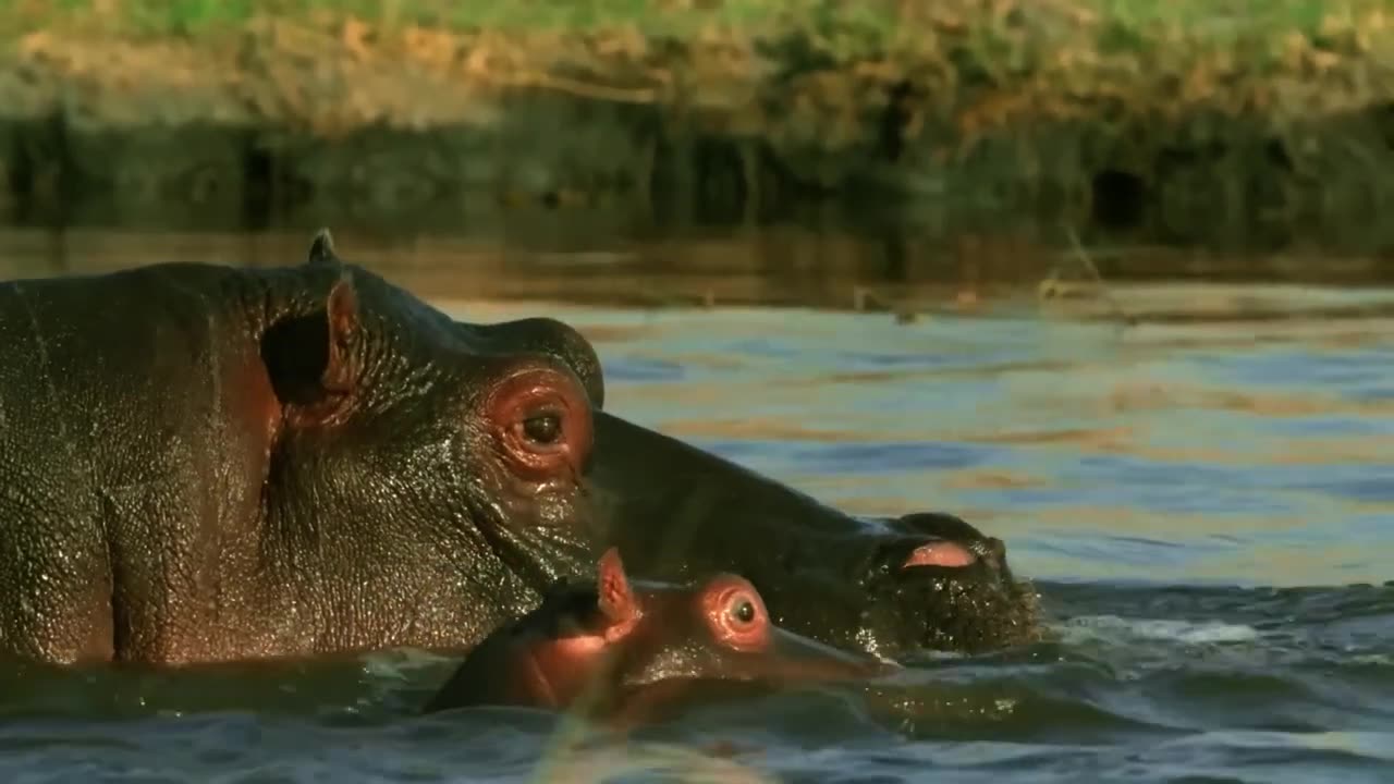 Tragic Moment! Crocodile Hunt Baby Hippo in its Mother's Absence