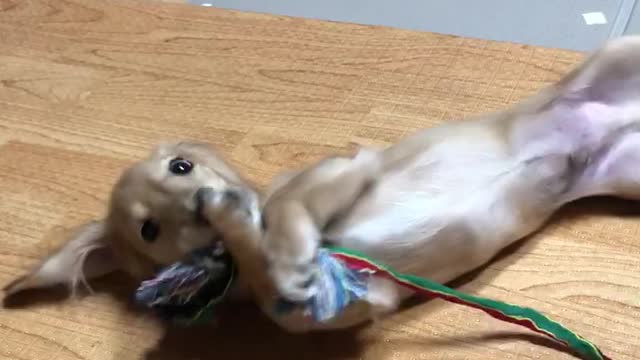 Golden dachshund playing tug