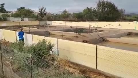 Crocodiles escape from Bonnievale commercial breeding farm