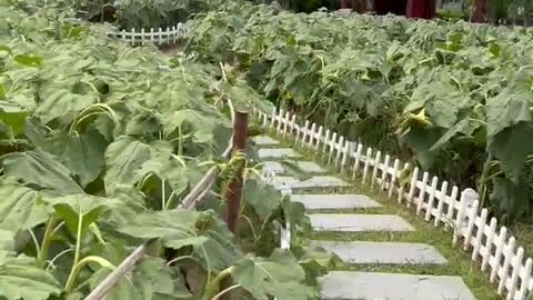 The garden is full of sunflowers