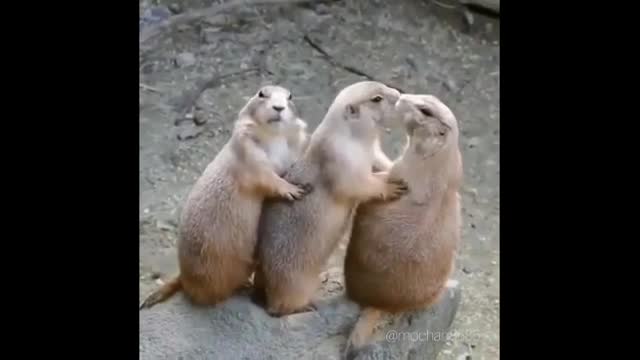 Funny animals Videos