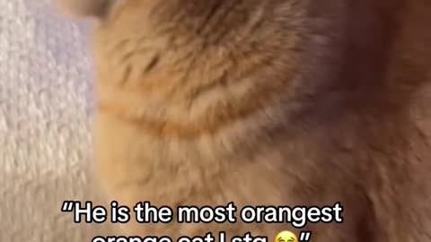 Funny cat vid