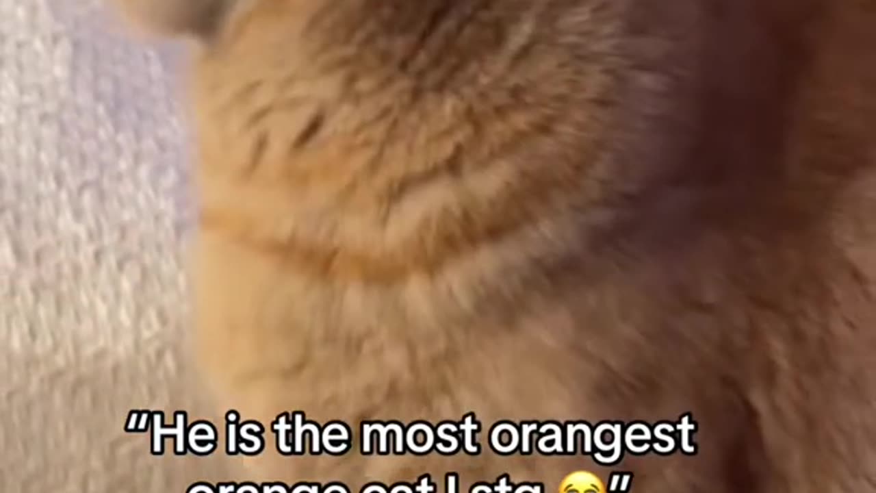 Funny cat vid