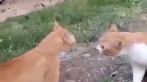 short funny animals vedio