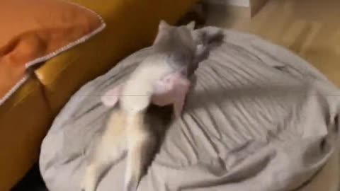 Training for so long, the sports meet finally came to the cats.