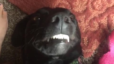 Black dog lays on red carpet with teeth showing