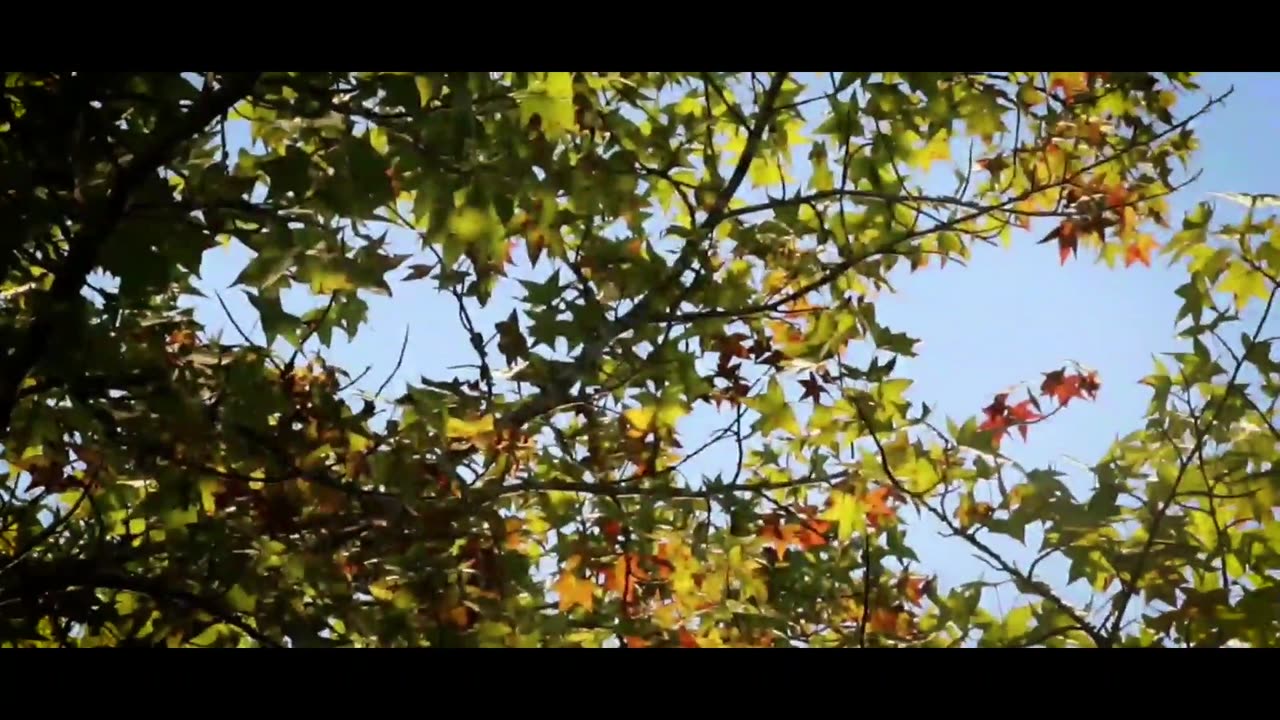 A tree and its warm colors