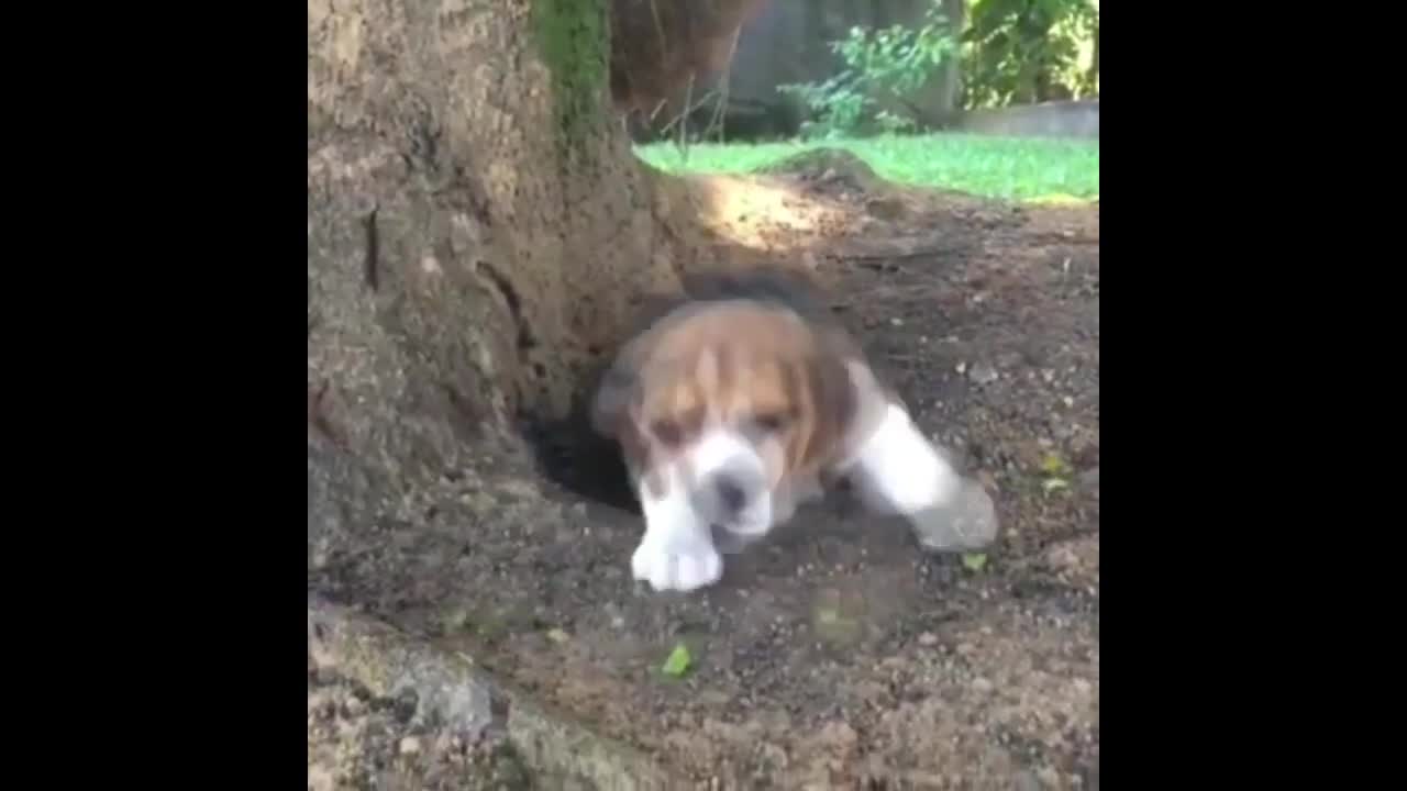 Funny And SOO Cute Beagle Puppies Compilation #03 - Cutest Beagle Puppy