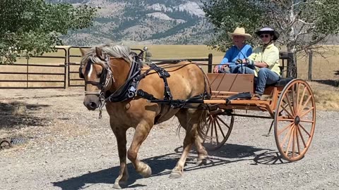 Stormin’ Norman new cart and harness