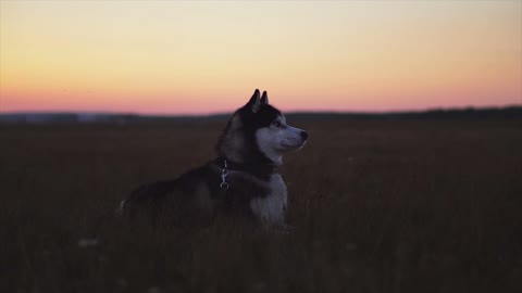 Watch the husky in the sunset