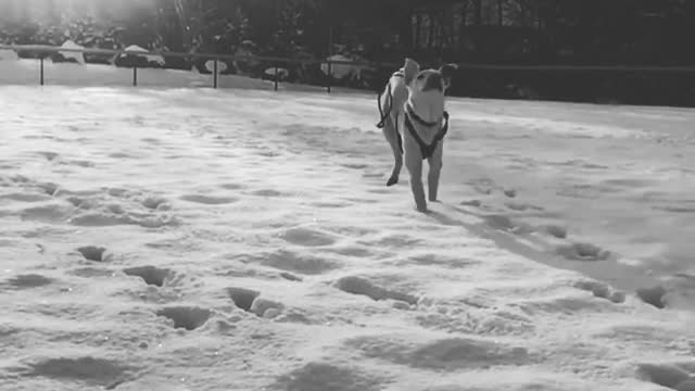 Slow motion black white video dog running through snow at camera