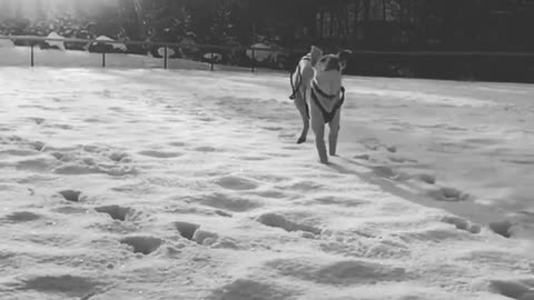 Slow motion black white video dog running through snow at camera