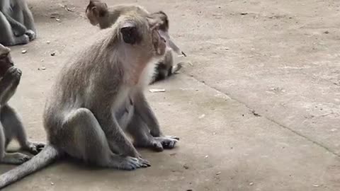 Monkey playing//monkey