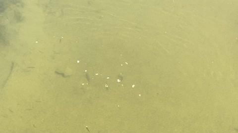 Minnows of the Humber River 37