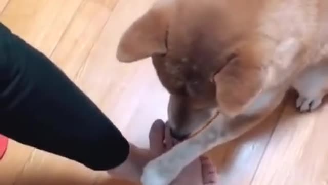 The behavior of the owner makes the dog look puzzled