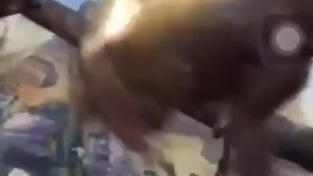 Crazy monkey masturbates, it's funny😂🔥