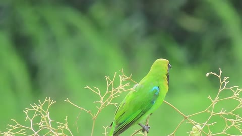 A bird looking at someone