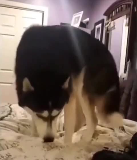Bed Vs Dog