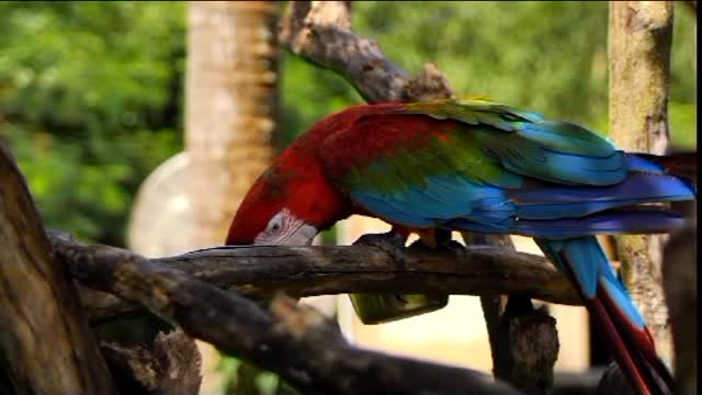 Macaw parrot feeding on a branch