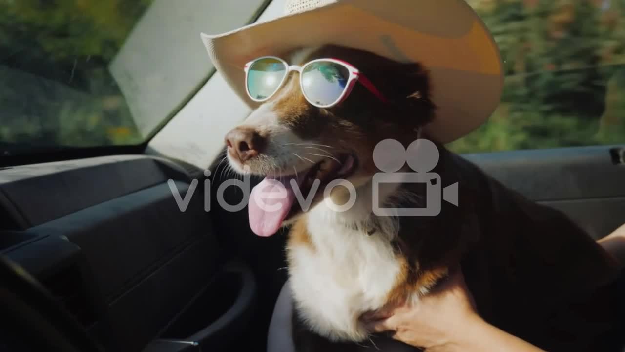 The Dog Travels With The Owner In The Car The Pet Is Wearing Sunglasses