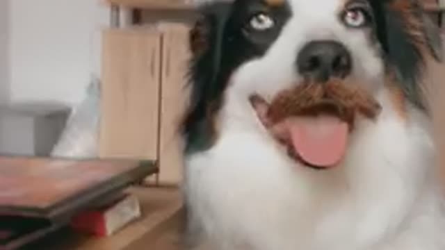 Dog meets snapchat funny