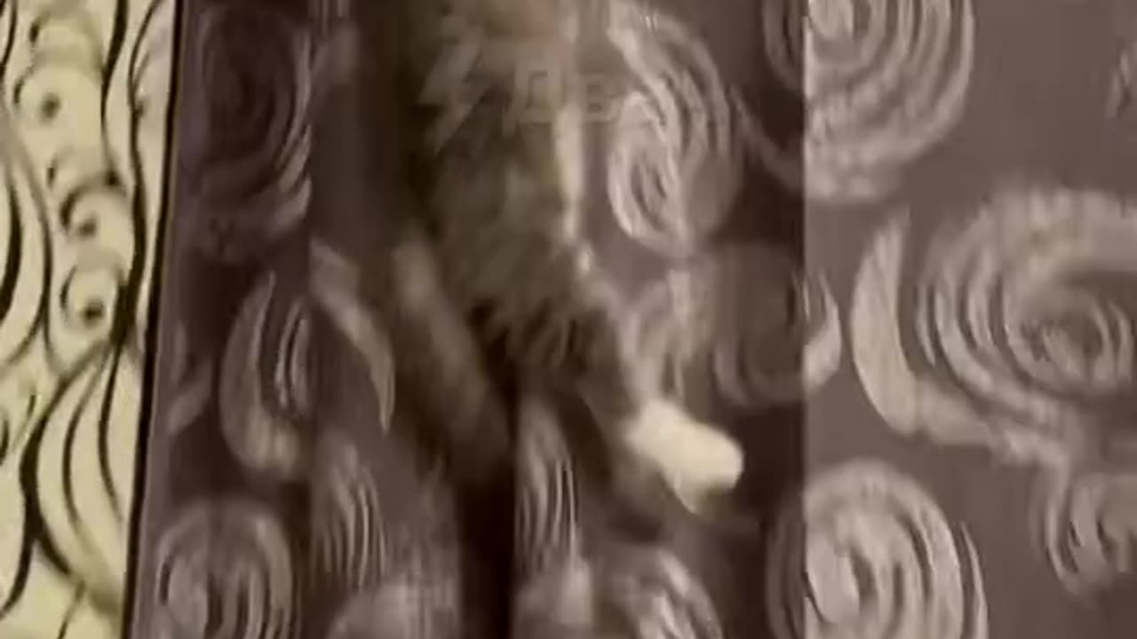 🙏❤️🎉🎉🎉🎊🎊🎊️SWEET AND FUNNY ANIMALS SHOTS 🙏❤️❤️🎉🎉🎉🎊🎊🎊