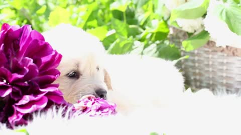 beautiful little golden retriever puppy in nature