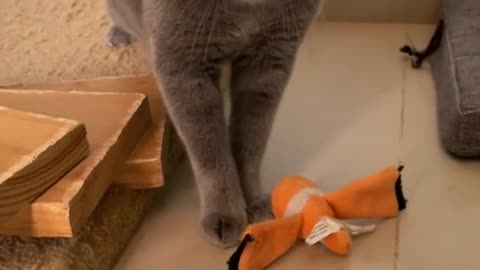 Cute and Funny Cat Videos to Keep You Smiling! 🐱
