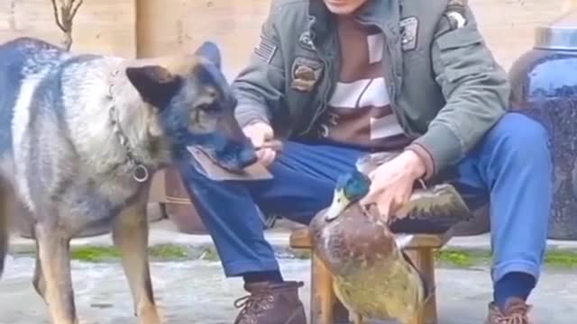 Animals loved