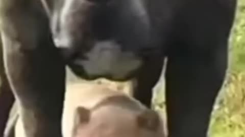 Dog video at the gym....?