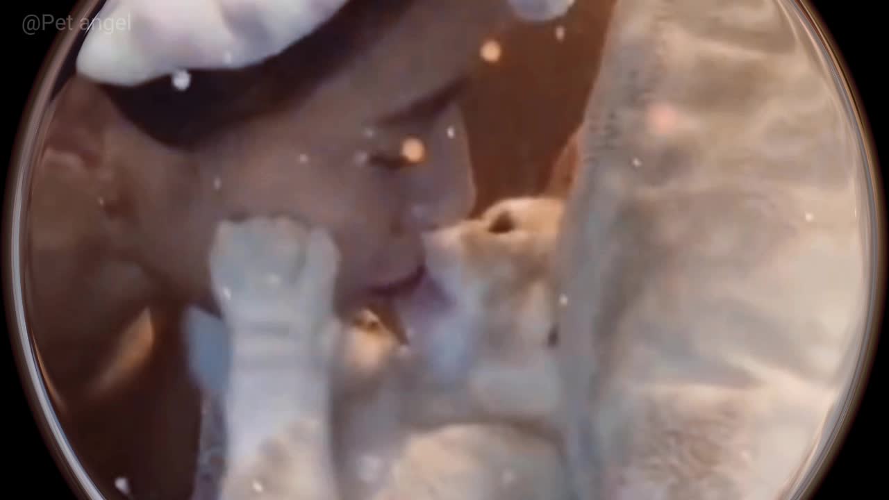 Animal Funny Video Collection (12)