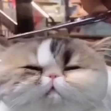 Compilation best pupps and kittens of 2021