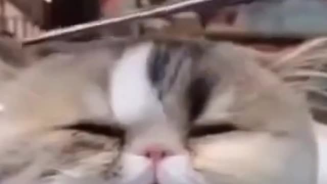 Compilation best pupps and kittens of 2021