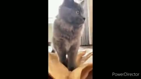 Funniest cats video 2022