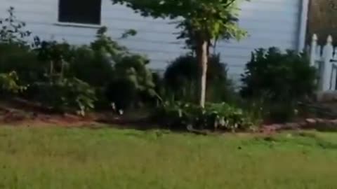 ela descobriu este coelho se movendo em seu quintal