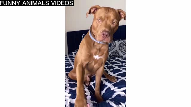 FUNNIEST DOG'S VIDEO, FUNNY DOG πΆπ | DOG VIDEO COMPILATION, (FUNNY ANIMALS VIDEOS)