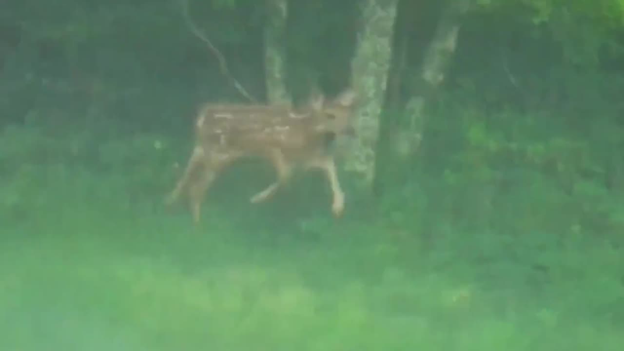 Doe with Fawn