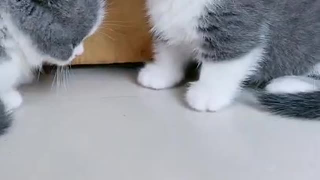 Funny Cat Cleaning Face # shorts