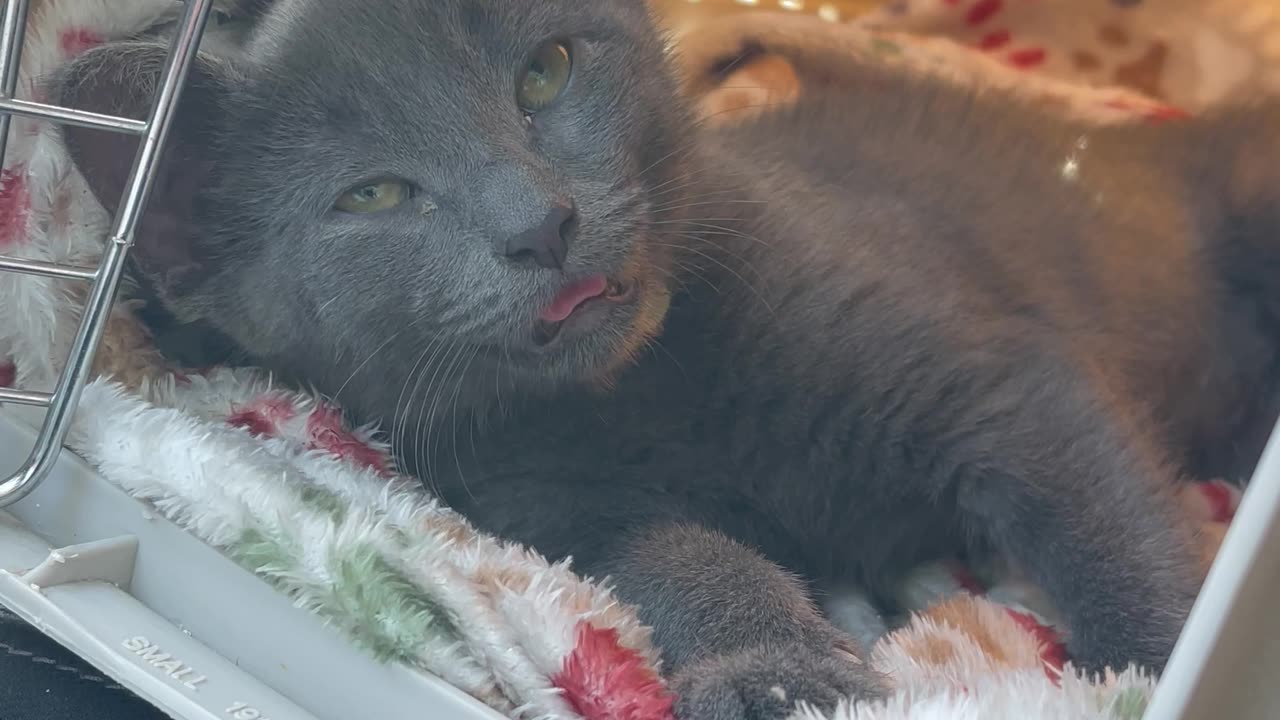 Shrimp The Kitten Relaxes In His Carrier