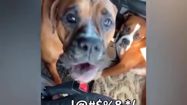 to die laughing with this animals