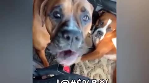 to die laughing with this animals