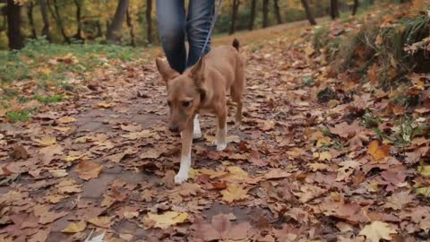 Basic dog trainings