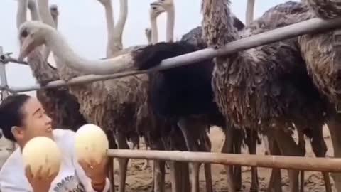 Cute animal behavior makes you happy