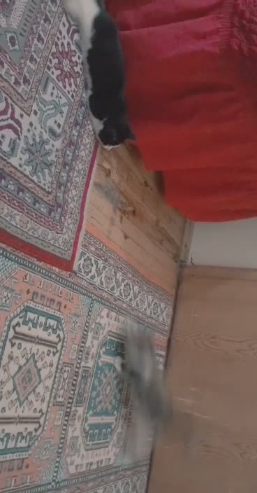 The movements of these cats dazzle you with their speed